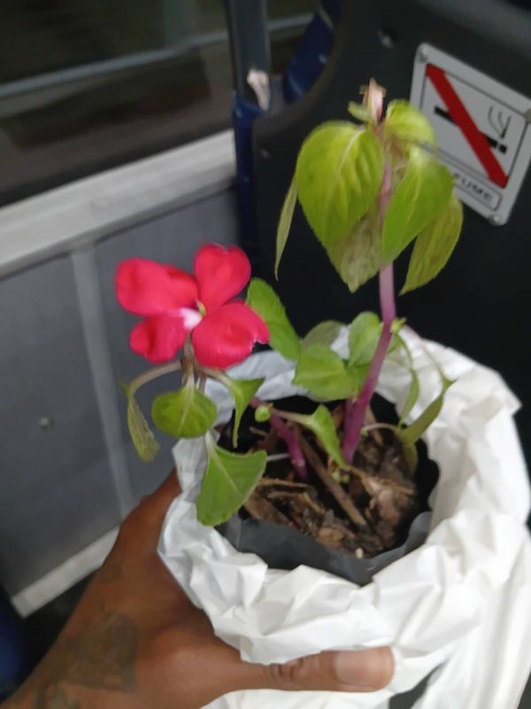 Identificação da planta Beijinho por foto