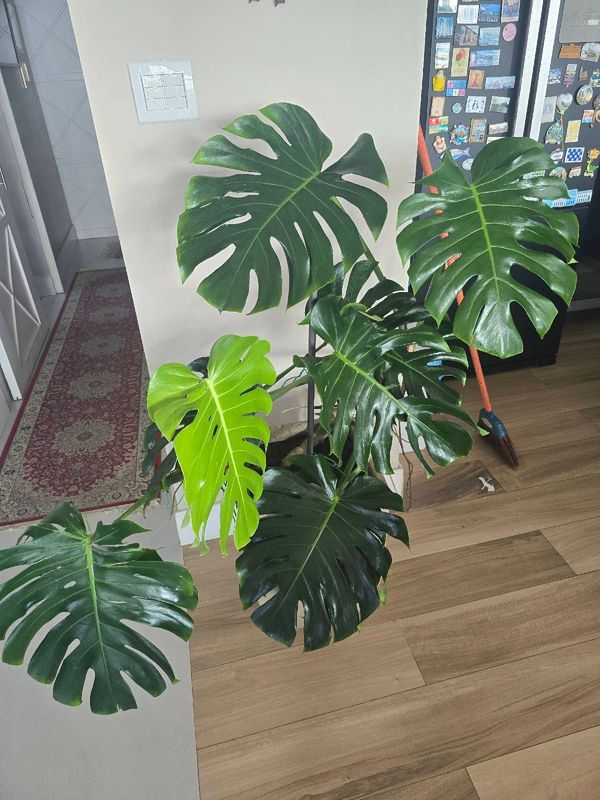 Identificação da planta Costela-de-adão por foto