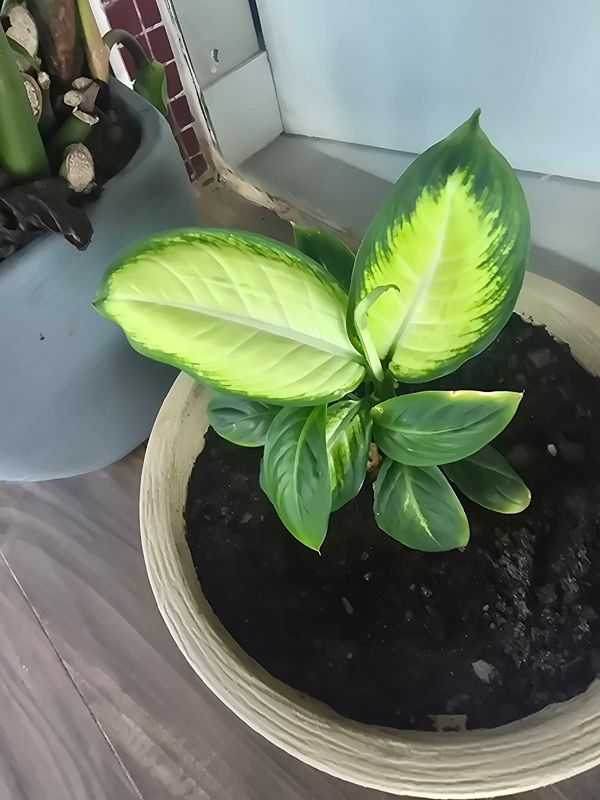Identificação da planta Comigo-ninguém-pode por foto