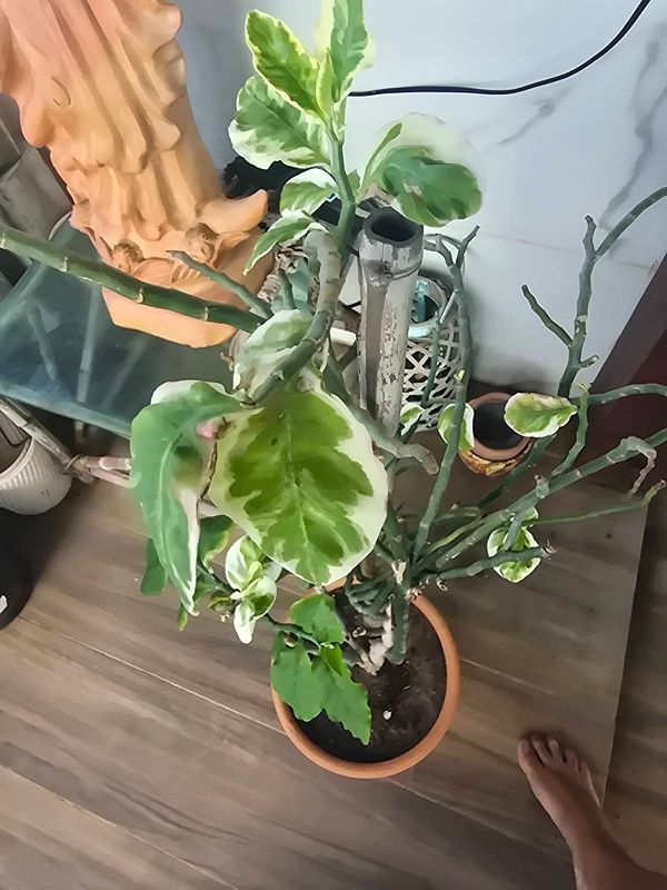 Identificação da planta Dois Amores por foto