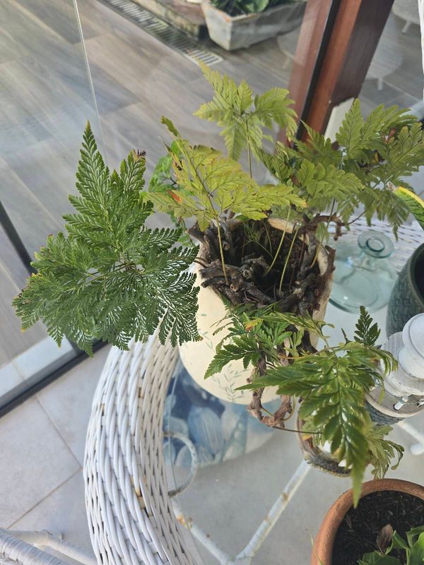 Identificação da planta Renda Portuguesa por foto