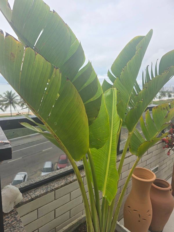 Identificação da planta Árvore-do-viajante por foto
