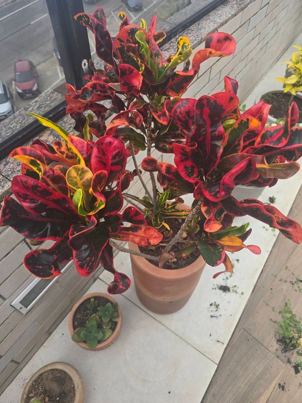 Identificação da planta Cróton por foto
