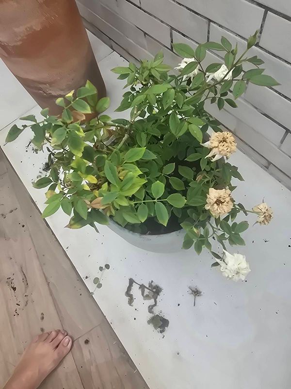 Identificação da planta Rosa Menina por foto