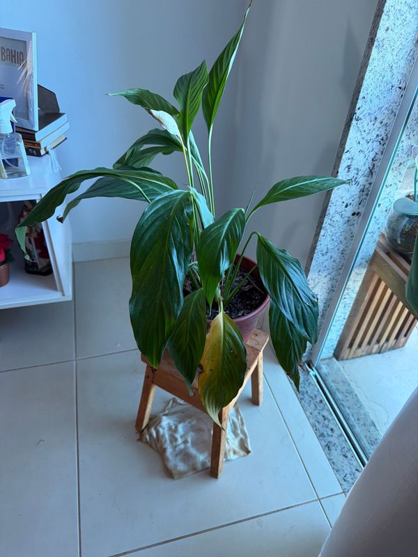 Identificação da planta Como cuida do lirio por foto