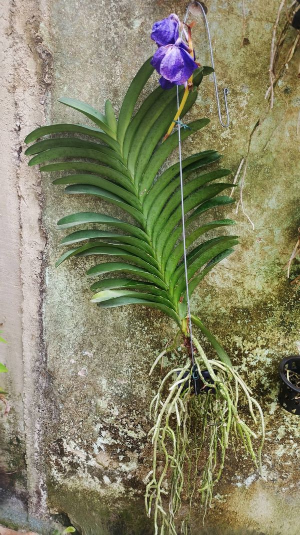 Identificação da planta Orquídea azul por foto