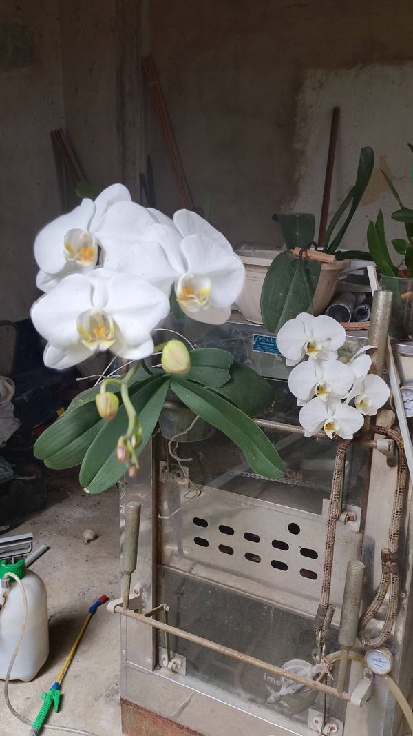 Identificação da planta Orquídea borboleta por foto