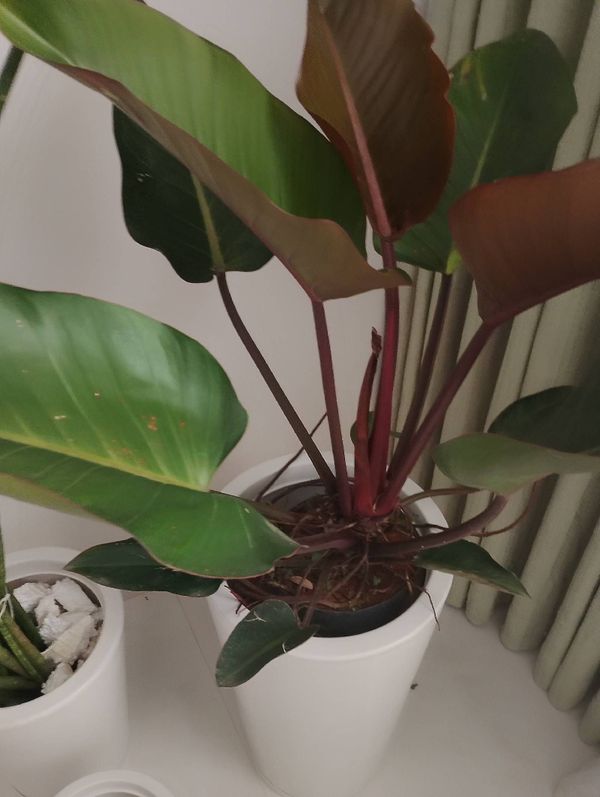 Identificação da planta Burgundy por foto