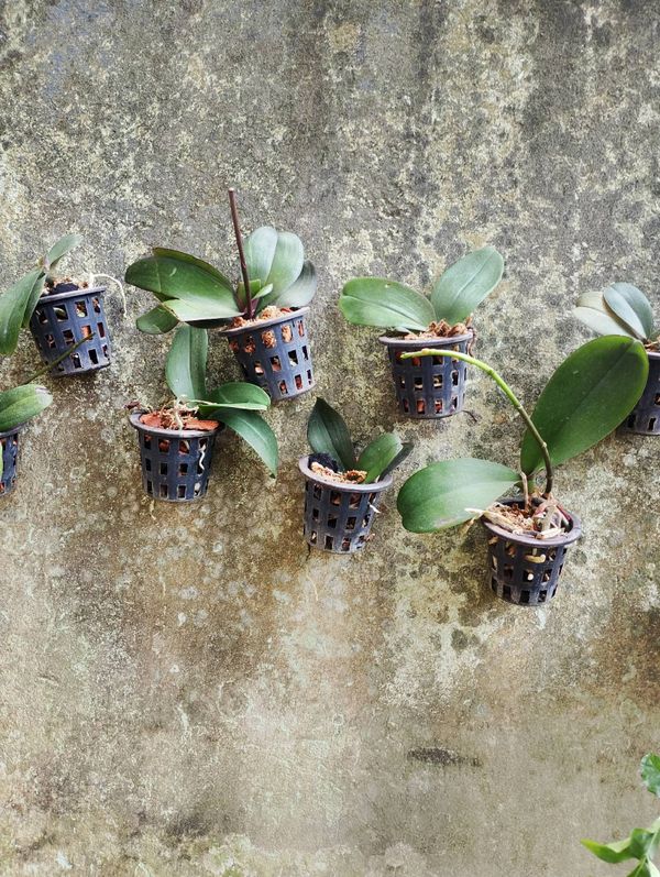 Identificação da planta Orquídea Phalaenopsis por foto