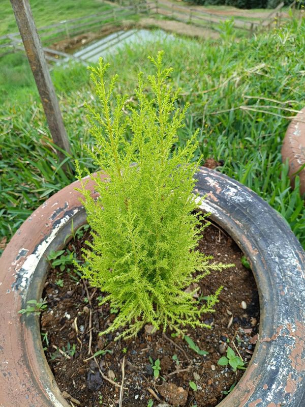 Identificação da planta Pinheiro por foto