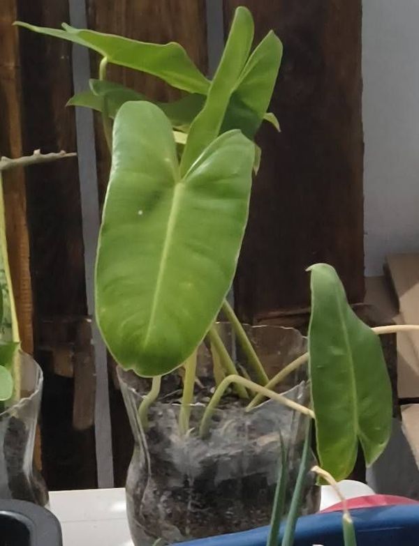 Identificação da planta Imbé por foto