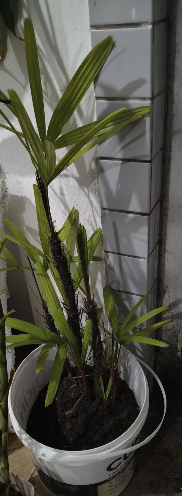 Identificação da planta Palmeira-ráfis por foto