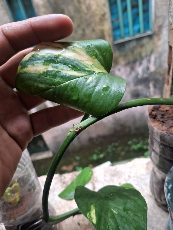 Identificação da planta Jiboia por foto