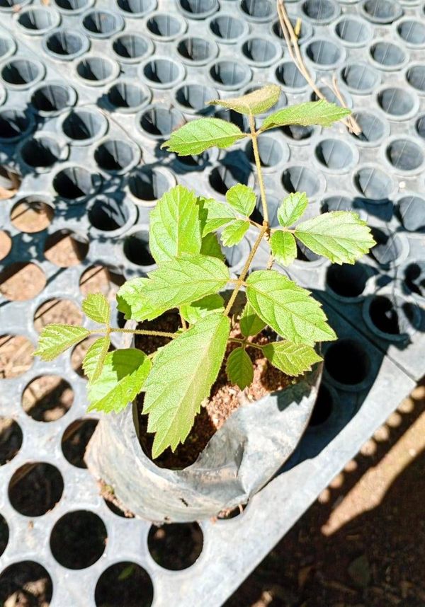 Identificação da planta Ipê Amarelo por foto