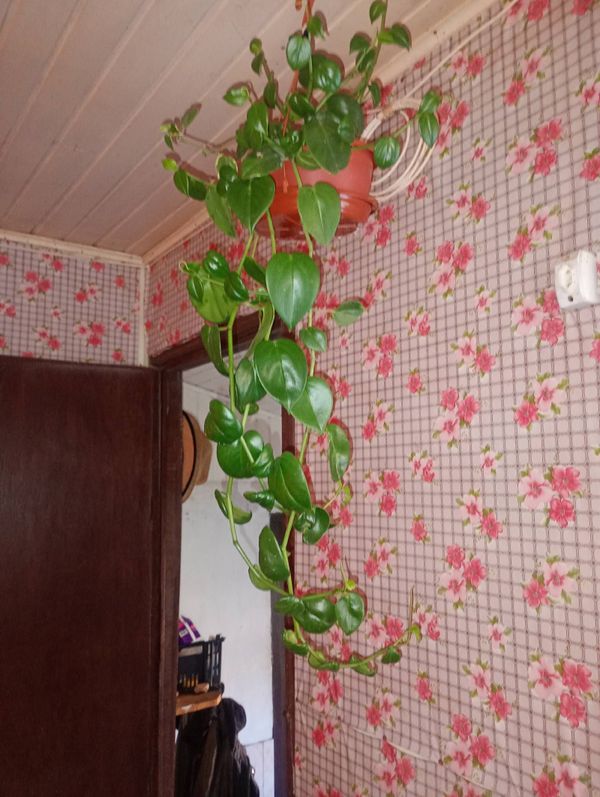 Identificação da planta Oriri por foto