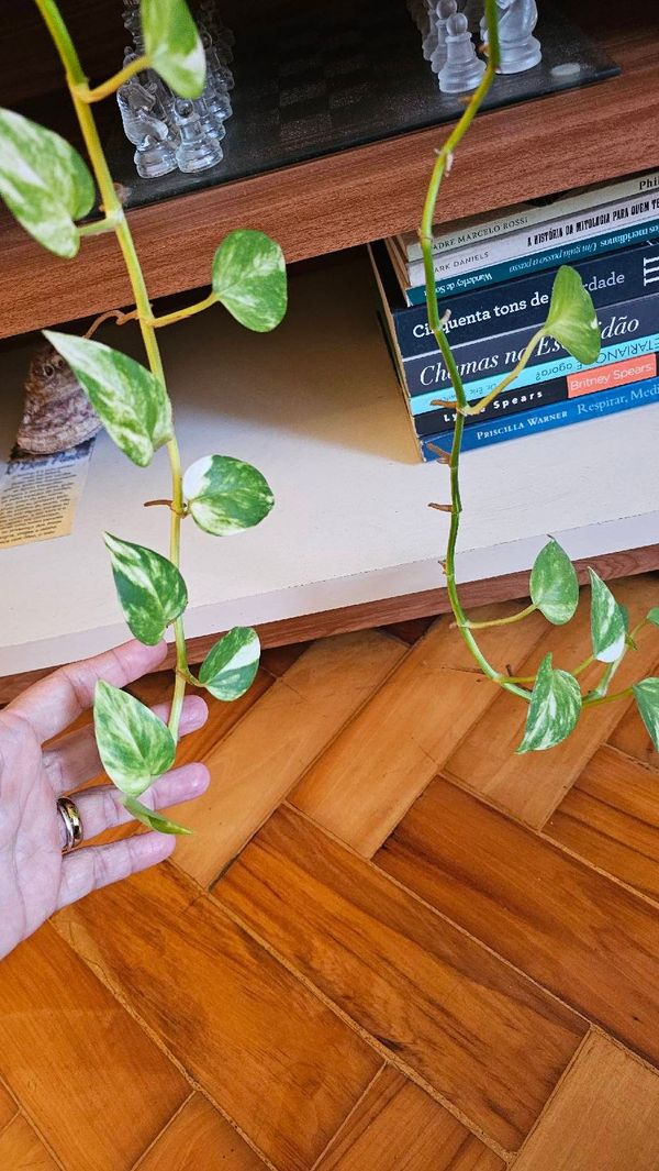 Identificação da planta Jiboia por foto