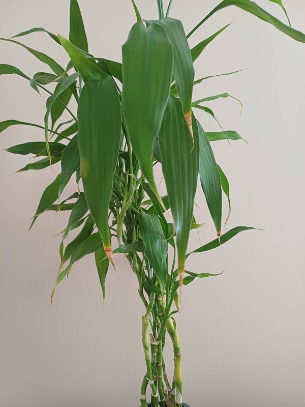 Identificação da planta Bambu da Sorte por foto