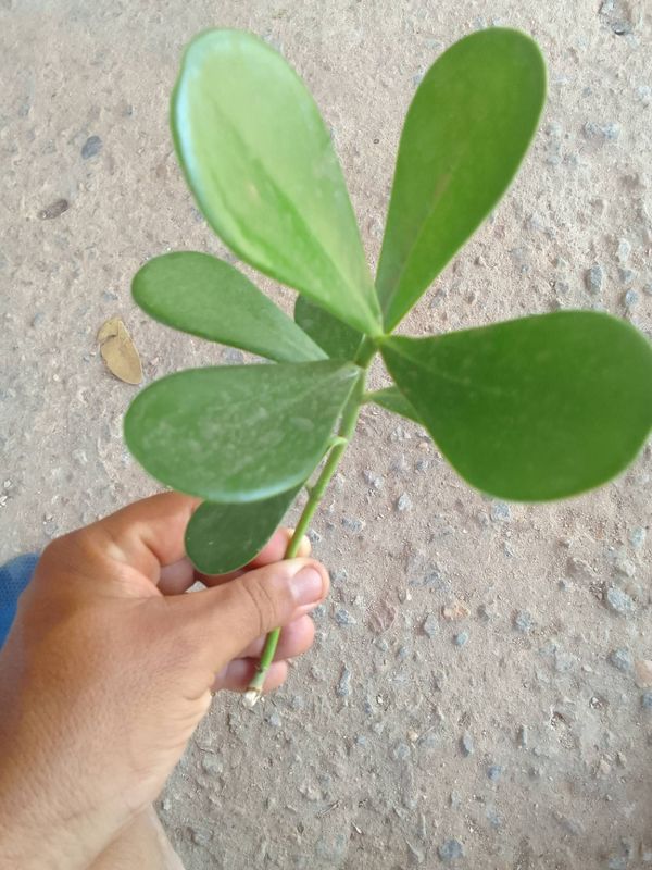 Identificação da planta Abaneiro por foto