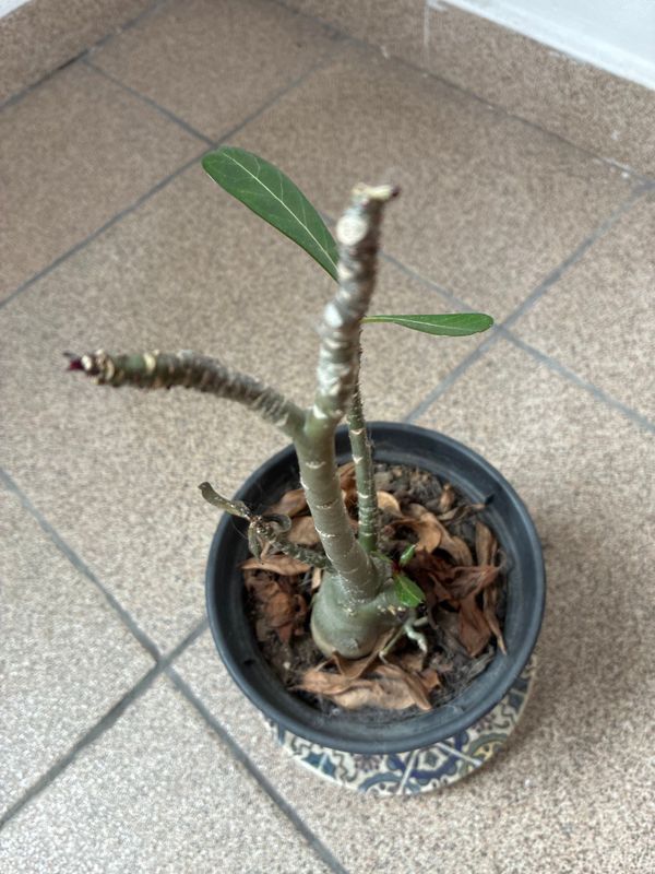 Identificação da planta Rosa do deserto por foto