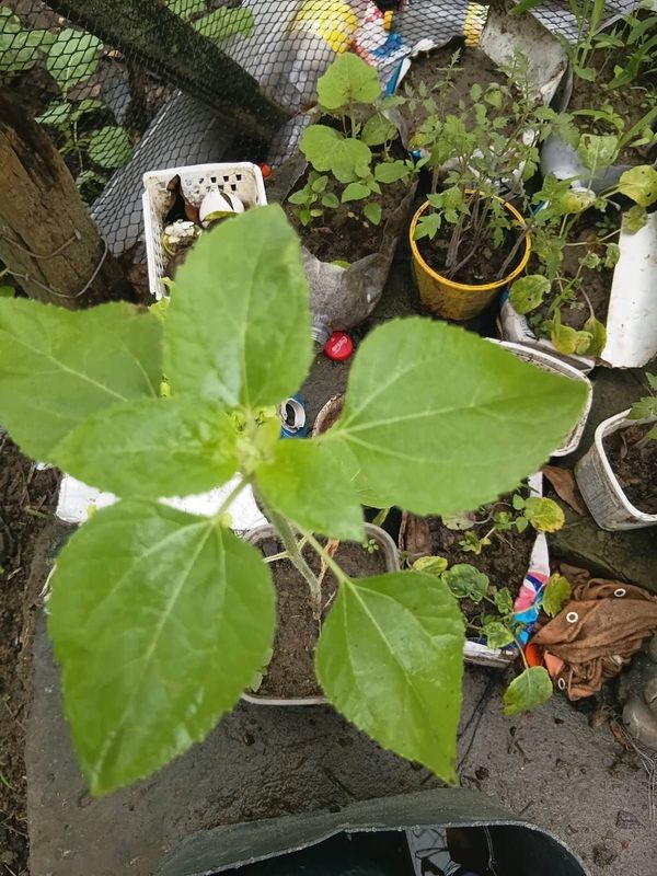 Identificação da planta Girassol por foto