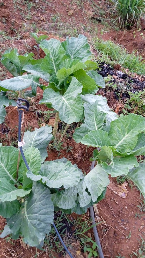 Identificação da planta Couve por foto