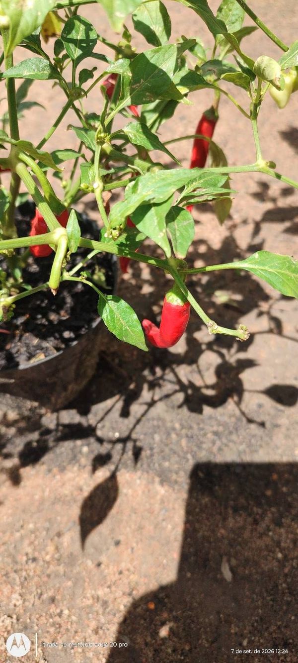 Identificação da planta Malagueta por foto