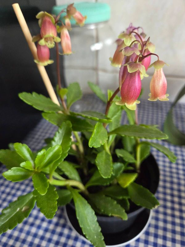 Identificação da planta Kalanchoe miniata por foto