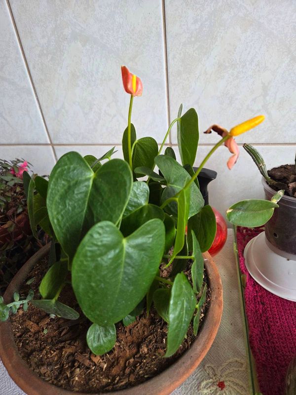 Identificação da planta Micro antúrio por foto