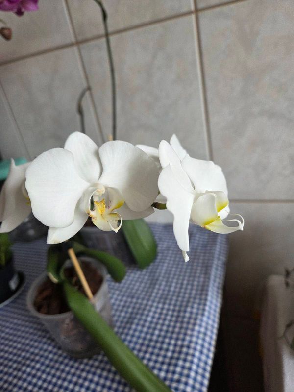 Identificação da planta Orquídea borboleta por foto
