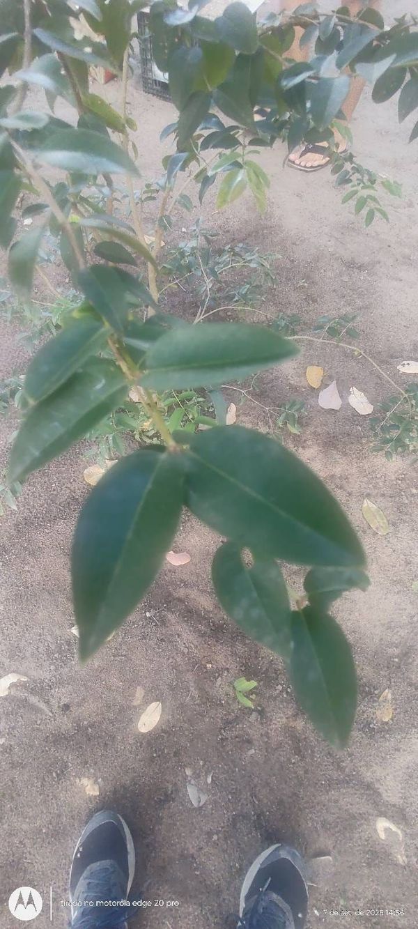 Identificação da planta Jabuticaba-paulista por foto
