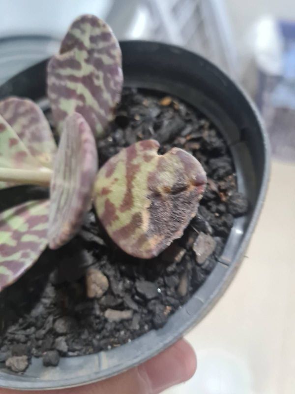 Identificação da planta Kalanchoe humilis por foto