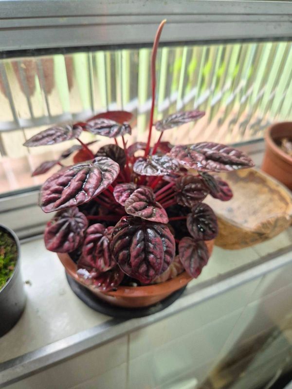 Identificação da planta Peperômia por foto