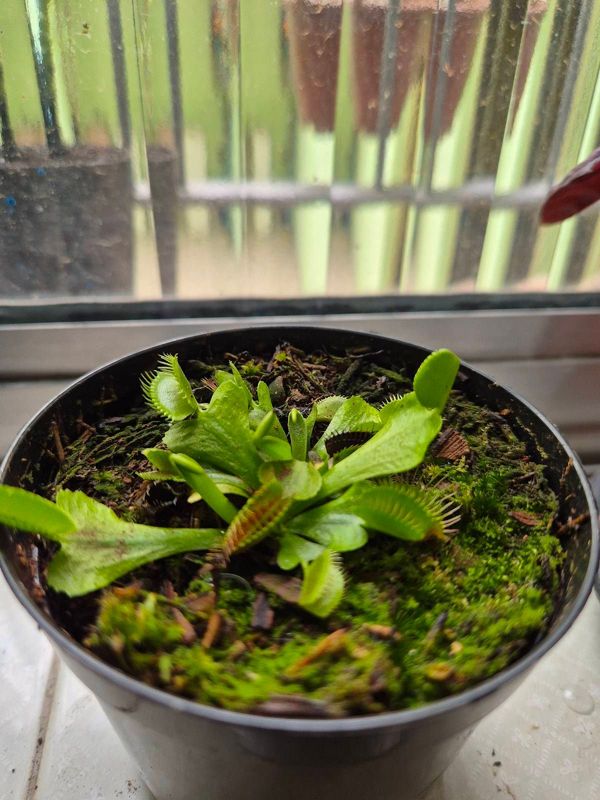 Identificação da planta Vênus-papa-moscas por foto
