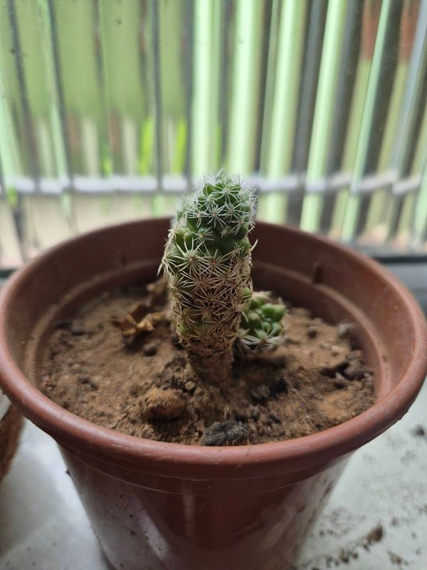 Identificação da planta Dedal por foto