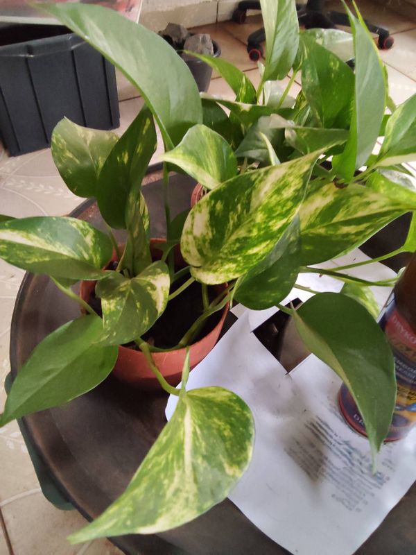 Identificação da planta Jiboia por foto