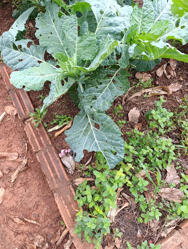 Identificação da planta Couve por foto