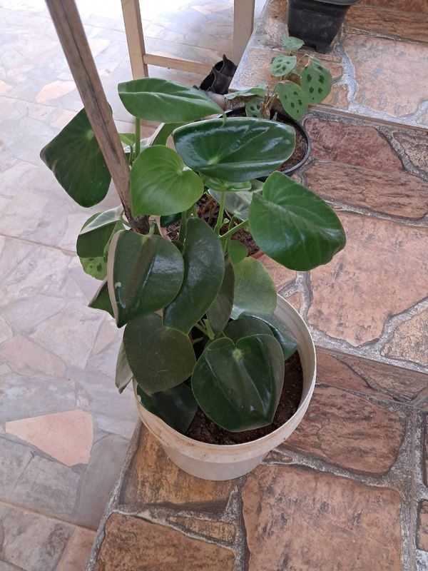 Identificação da planta PILÉIA por foto
