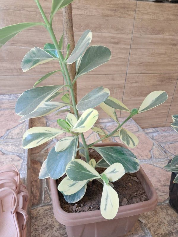 Identificação da planta Abaneiro por foto