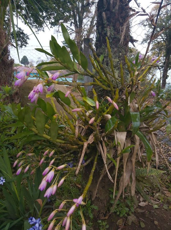 Identificação da planta Olho de boneca por foto