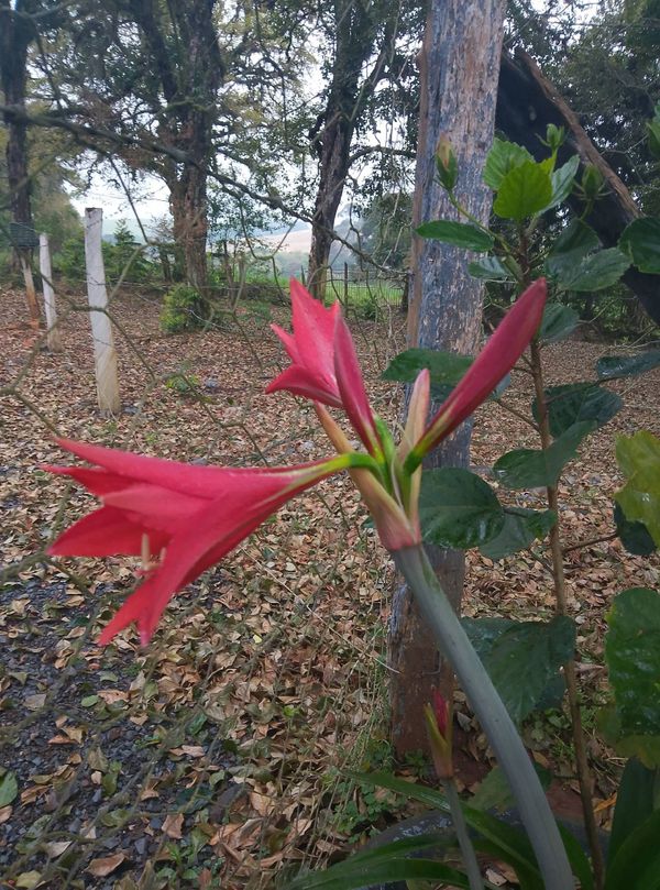 Identificação da planta Açucena por foto