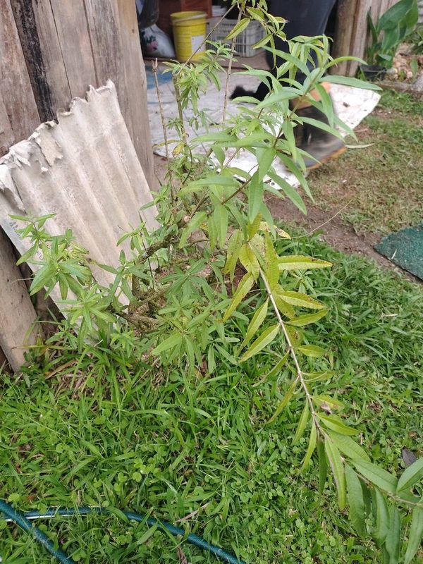 Identificação da planta Lúcia-lima por foto