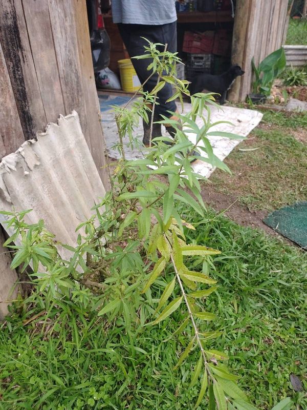 Identificação da planta Lúcia lima por foto