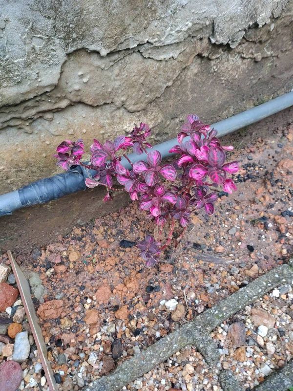 Identificação da planta Bredinho-difuso por foto