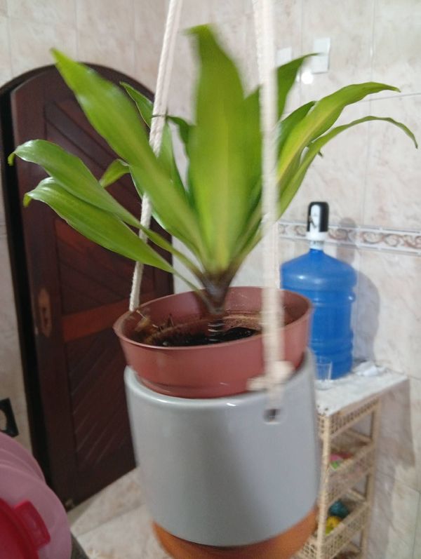 Identificação da planta Pau-d'água por foto
