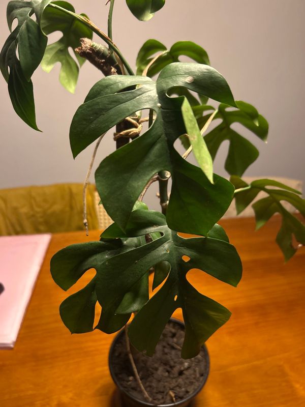 Identificação da planta Monstera deliciosa por foto