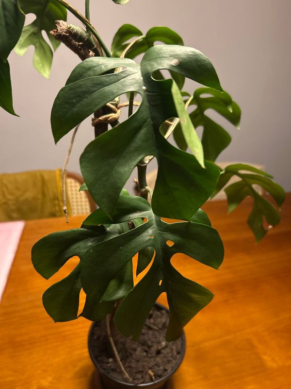 Identificação da planta Monstera deliciosa por foto