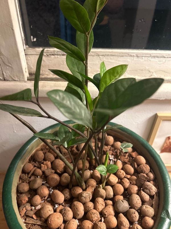 Identificação da planta Zamiocuca por foto