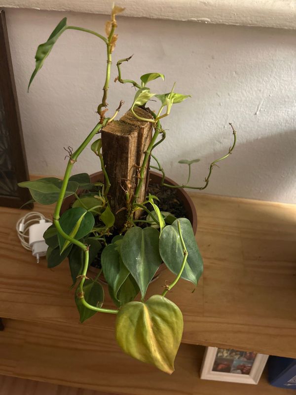 Identificação da planta Filodendro Brasil por foto