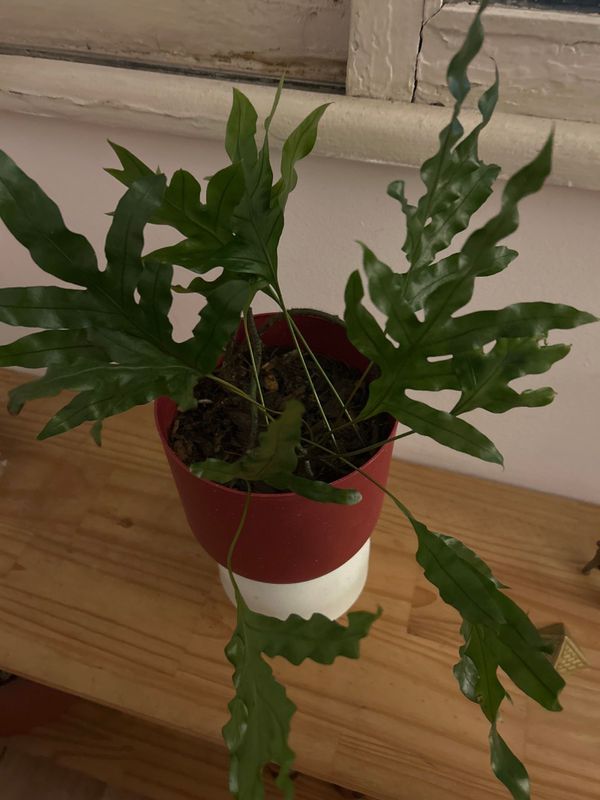 Identificação da planta Samambaia Jamaica por foto