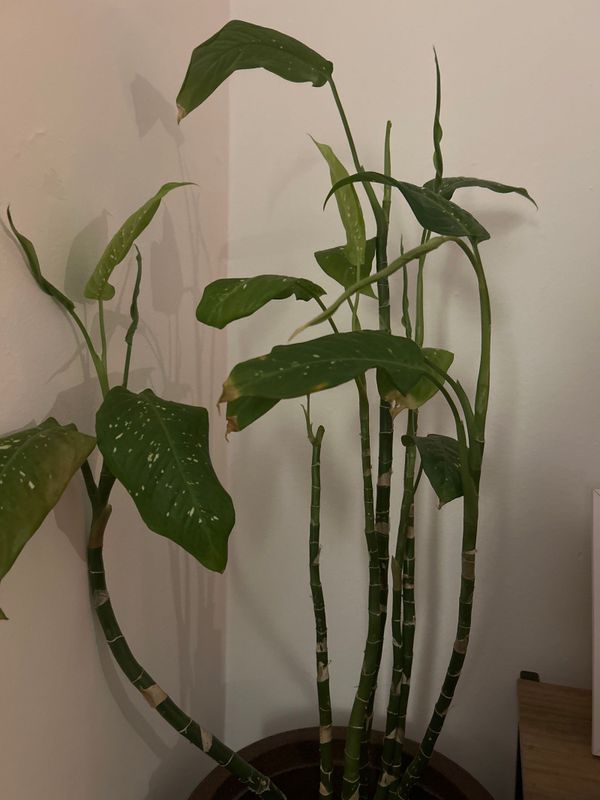 Identificação da planta Comigo ninguém-pode por foto